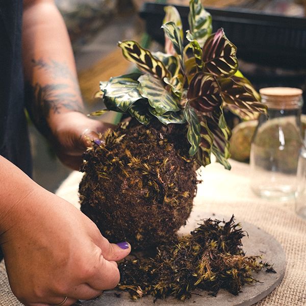 Kokedama para Iniciantes com Aretha Takamoto 3 Kokedama para Iniciantes com Aretha Takamoto