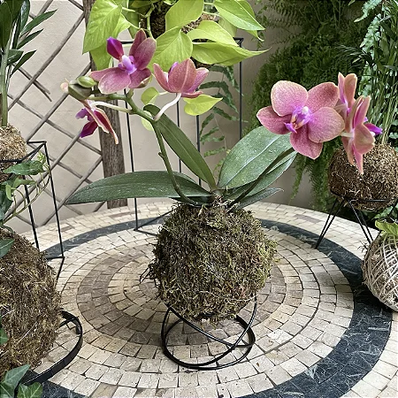 Kokedama - Como fazer? Onde aprender? 2 kokedama phala laranja2 gaz8u88sn0 1